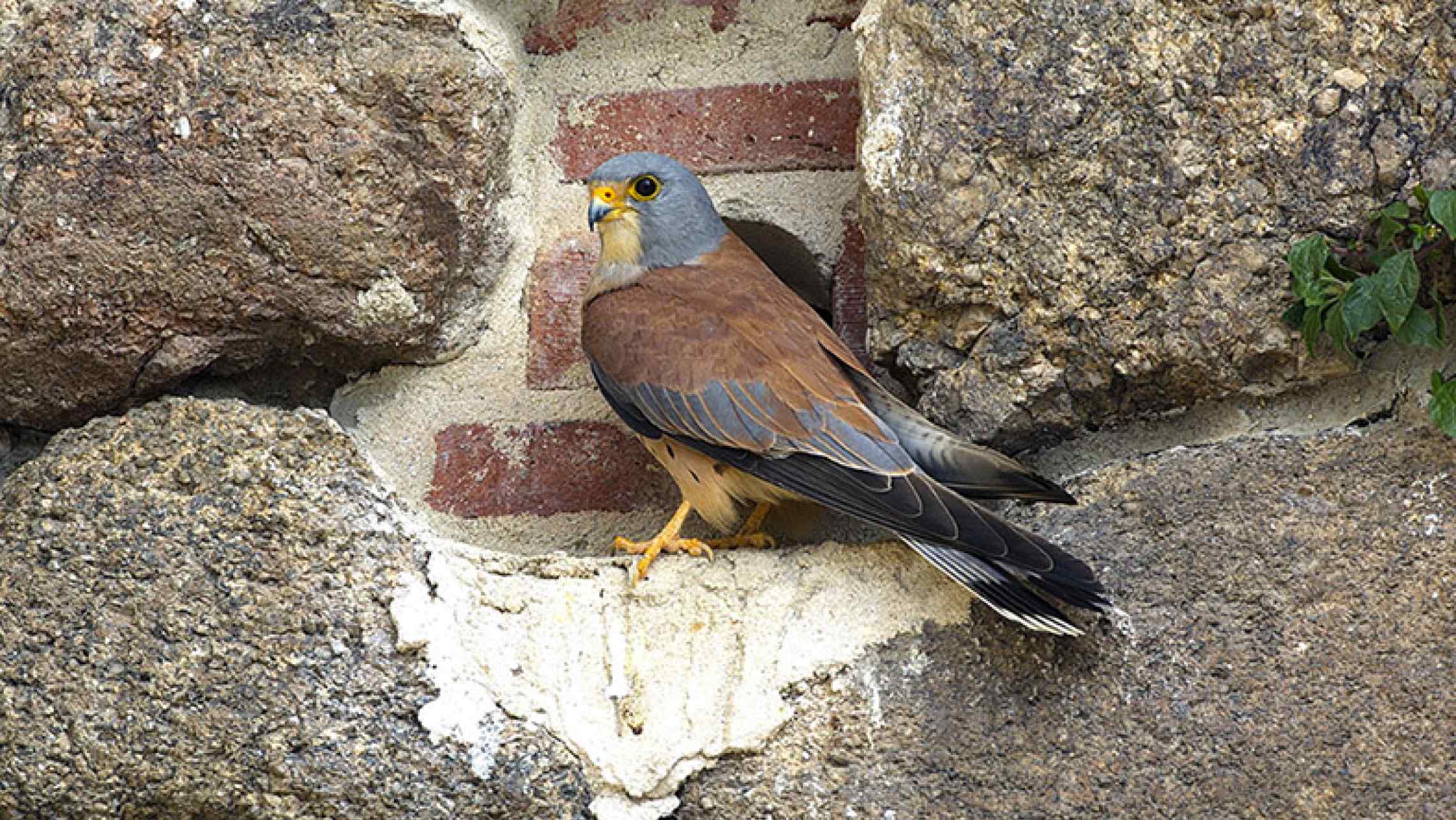 urban-birding-turismo urban-birding-turismo